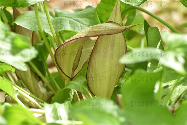 Leaves and flowers of the common arum (Arum maculatum) in the forest of the Hunsrueck-Hochwald National Park, Rhineland-Palatinate, Germany, Europe