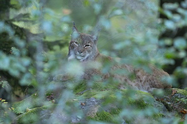 Eurasian Lynx (Lynx lynx) lies camouflaged by leaves on a rock and looks attentively, captive, Germany, Europe