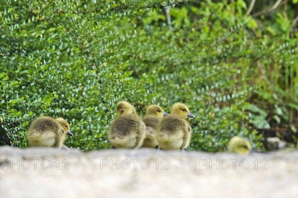 Greylag goose chicks, spring, Germany, Europe