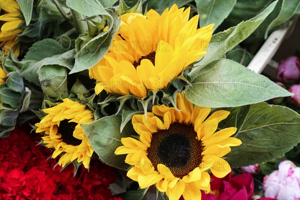 Fresh Sunflowers (Helianthus annuus), with large, yellow flowers and green leaves, flower sale, Central Station, Hamburg, Hanseatic City of Hamburg, Germany, Europe