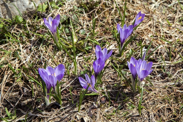 Spring Crocus (Crocus vernus), Dietersbachtal, near Oberstdorf, Allgaeu Alps, Oberallgaeu, Allgaeu, Bavaria, Germany, Europe