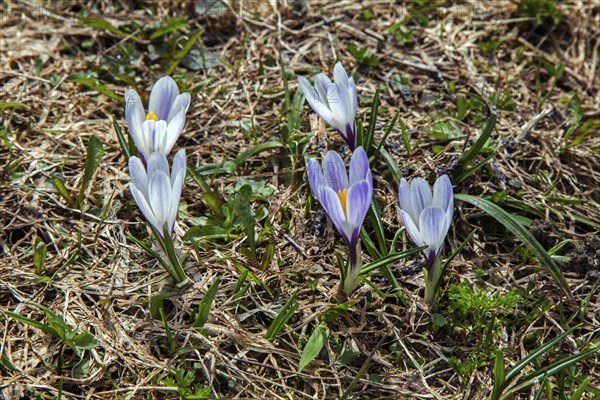 Spring Crocus (Crocus vernus), Dietersbachtal, near Oberstdorf, Allgaeu Alps, Oberallgaeu, Allgaeu, Bavaria, Germany, Europe