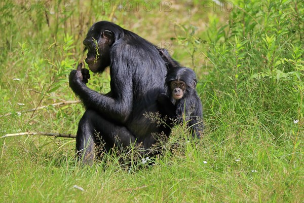 Bonobo, bonobo (Pan Paniscus), female, adult, young animal, feeding, Great ape, Primate, chimpanzee, captive