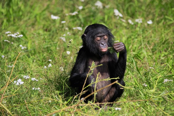 Bonobo, bonobo (Pan Paniscus), young animal, feeding, sitting, meadow, Great ape, Primate, chimpanzee, captive