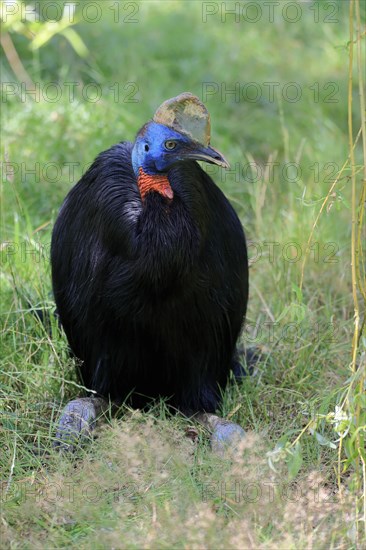 Northern cassowary (Casuarius unappendiculatus), adult, resting, captive, Papua New Guinea, Oceania