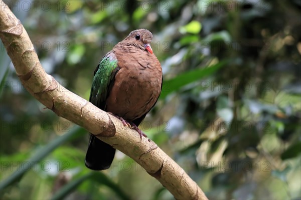 Common emerald dove (Chalcophaps indica), adult, perch, vigilant, captive, Southeast Asia