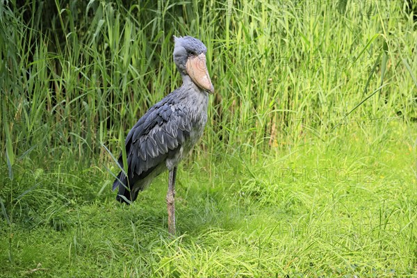 Shoebill (Balaeniceps rex), adult, foraging, captive