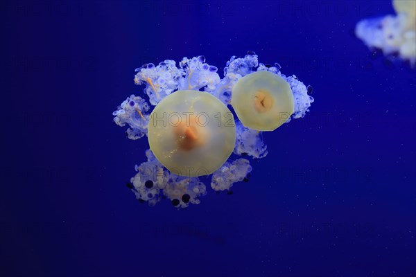 Fried egg jellyfish (Cotylorhiza tuberculata), in water, captive, Mediterranean Sea