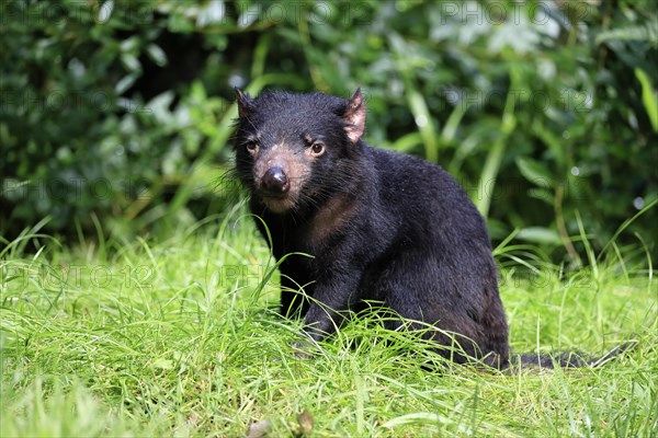 Tasmanian devil (Sarcophilus harrisii), adult, vigilant, captive, Tasmania, Australia, Oceania