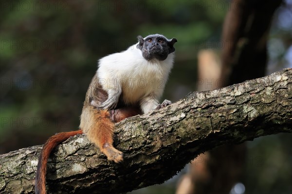 Pied tamarin (Saguinus bicolor), adult, tree, captive, Brazil, South America