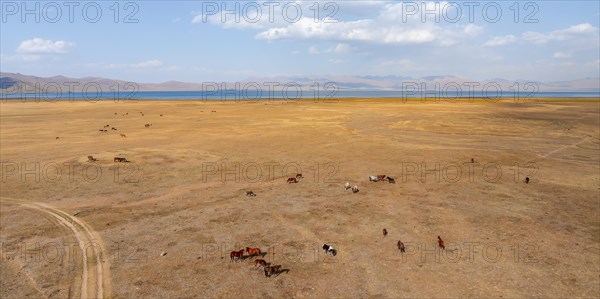 Herd of horses, Aerial view, Vast empty landscape at the mountain lake Song Kul in autumn, Moldo Too Mountains, Naryn region, Kyrgyzstan, Asia