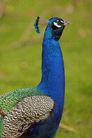 Indian peafowl (Pavo cristatus)