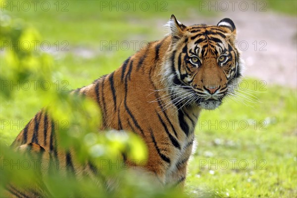 Sumatran tiger (Panthera tigris sumatrae), Captive