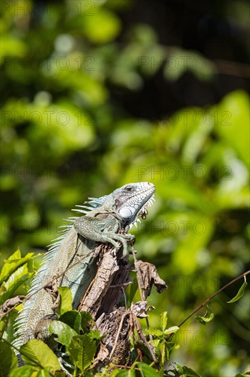 Green iguana (Iguana iguana) Pantanal Brazil