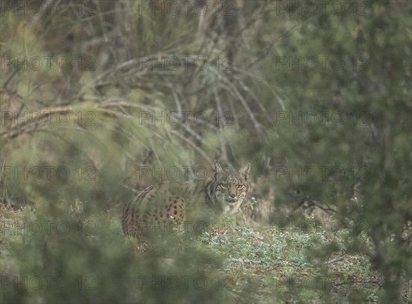 Pardell Lynx female, Iberian Lynx (Lynx pardinus), Extremadura, Castilla La Mancha, Spain, Europe