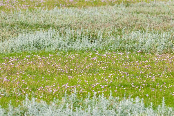 Salt marshes with many Sea thrift (Armeria maritima), also known as Lady's Cushion, Flower of the Year 2024, many delicate, purple (violet, pink) flowers, endangered species, endangered species, species protection, nature conservation, Westerhever, Eiderstedt peninsula, Schleswig-Holstein, Germany, Europe