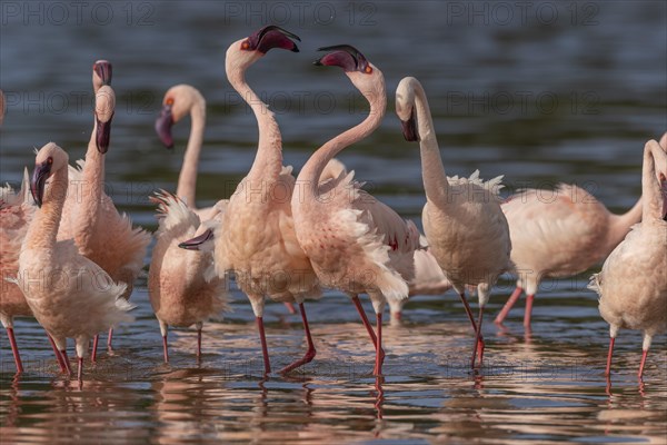 Lesser Flamingos (Phoeniconaias minor), Lake Ndutu, Ndutu Conservation Area, Tanzania, Africa