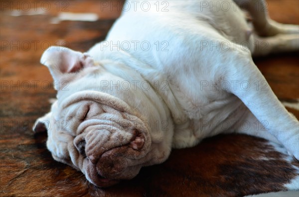 Pretty white english bulldog sleeping on carpet