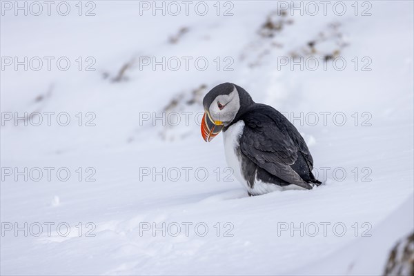 Puffin (Fratercula arctica), in the snow, Hornoya, Hornoya, Varangerfjord, Finmark, Northern Norway