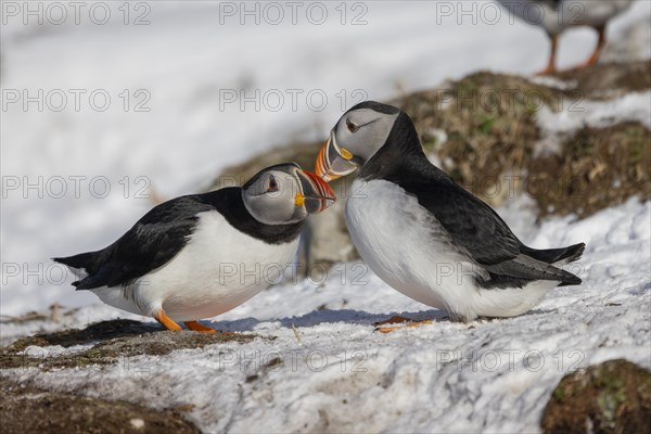 Puffin (Fratercula arctica), beak in greeting, in the snow, Hornoya, Hornoya, Varangerfjord, Finmark, Northern Norway