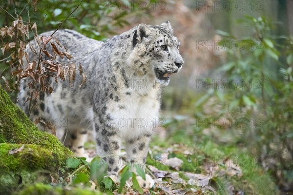 Snow leopard (Panthera uncia) sneaking through the forest, captive, habitat in Asia