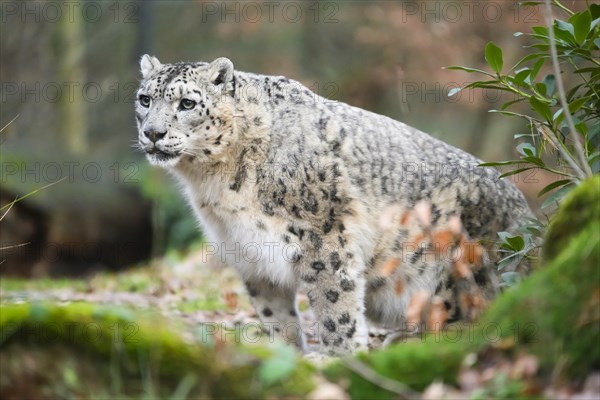 Snow leopard (Panthera uncia) sneaking through the forest, captive, habitat in Asia