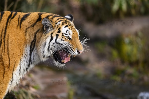 Portrait of a snarling Siberian tiger or Amur tiger (Panthera tigris altaica) in the forest, captive, habitat in Russia