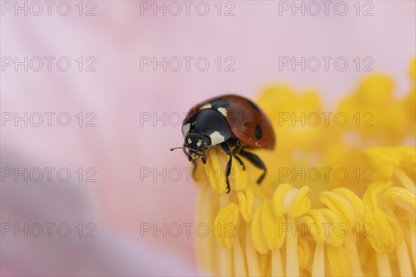 Seven-spot ladybird (Coccinella septempunctata) adult on a garden Camellia flower, England, United Kingdom, Europe