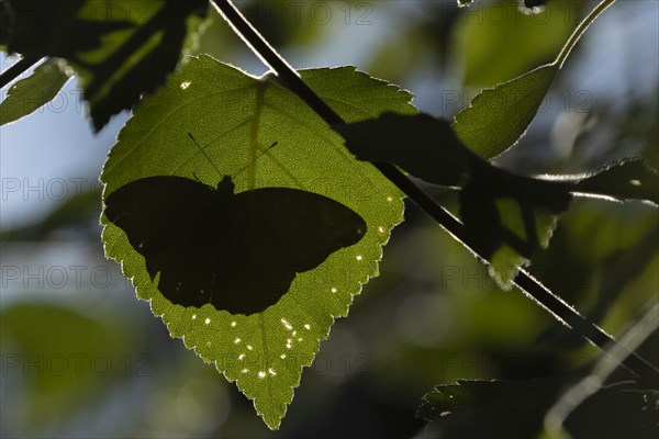 Silver-washed fritillary butterfly (Argynnis paphia) adult resting on a Hazel tree leaf in a woodland, England, United Kingdom, Europe