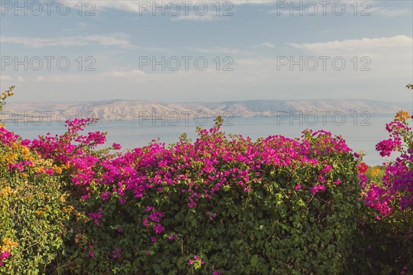 Orange and purple bougainvillea flowers in garden overlooking the Sea of Galilee and the Golan Heights at The Church of the Beatitudes, Mount of Beatitudes, Sea of Galilee region, Israel, Asia