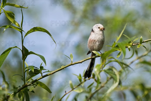 A Long-tailed tit (Aegithalos caudatus) sitting on a twig with Insects in its beak surrounded by green leaves, Hesse, Germany, Europe