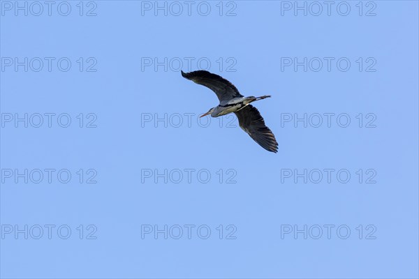 Grey heron in flight, grey heron (Ardea cinerea), Kappeln, Schlei, Schleswig-Holstein, Germany, Europe