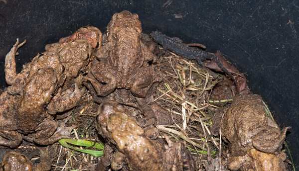 Many Common toads (Bufo Bufo), males, females, pairs in amplexus and single animals and Common newt (Lissotriton vulgaris) (Syn.: Triturus vulgaris) males, in a bucket next to an amphibian fence, protective fence, barrier, protection, rescue, amphibian migration, toad fence, toad migration, species protection, animal welfare, mating, behaviour, danger, close-up, caught, trap, Lower Saxony, Germany, Europe