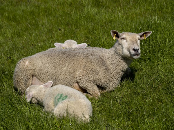 Sheep and lambs on the dyke at Hilgenriedersiel natural beach on the North Sea coast, Hilgenriedersiel, East Frisia, Lower Saxony, Germany, Europe