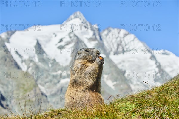 Alpine marmot (Marmota marmota) on a meadow with mountains and blue sky in the background in summer, Grossglockner, High Tauern National Park, Austria, Europe