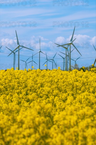 Wind turbines in the Luetetsburg wind farm behind a rape field on the North Sea coast, Hagermarsch, East Frisia, Lower Saxony, Germany, Europe