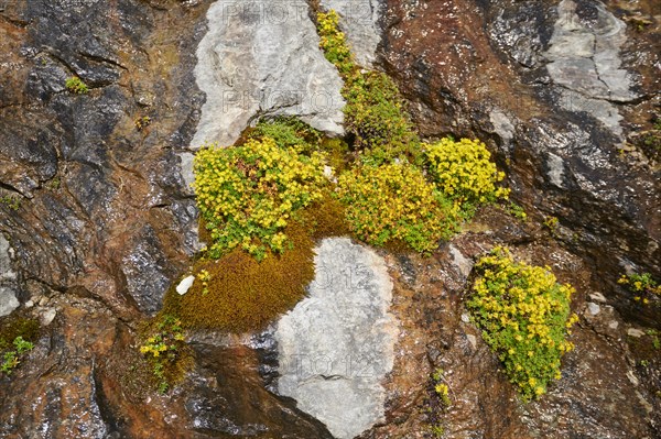 Yellow mountain saxifrage (Saxifraga aizoides) blooming in the mountains at Hochalpenstrasse, Pinzgau, Salzburg, Austria, Europe