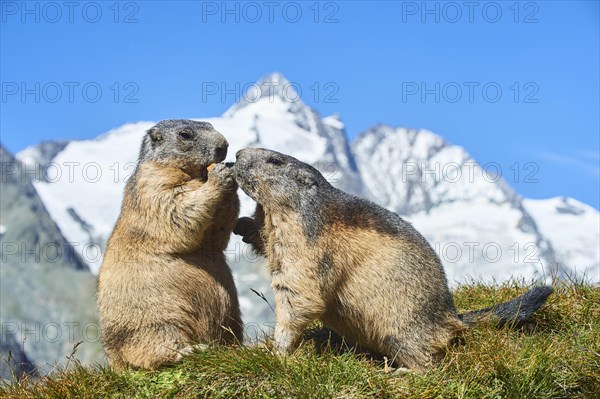Alpine marmots (Marmota marmota) on a meadow with blue sky in the background in summer, Grossglockner, High Tauern National Park, Austria, Europe