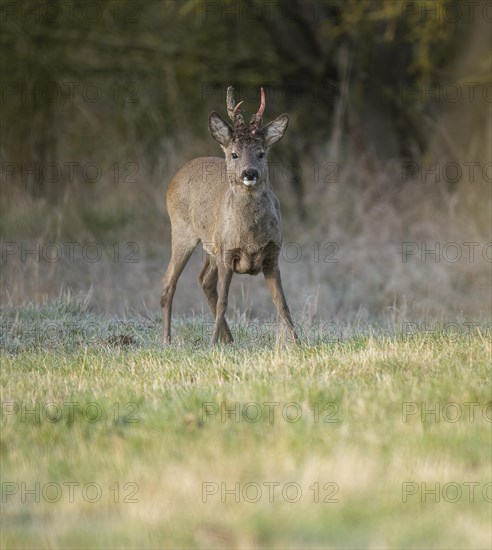 European roe deer (Capreolus capreolus), roebuck in winter coat, winter cover, one antler in the bast, one pole freshly swept still red from blood, no injury normal process, wildlife, Thuringia, Germany, Europe