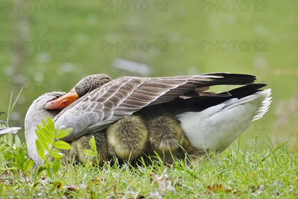 Greylag goose chicks, spring, Germany, Europe