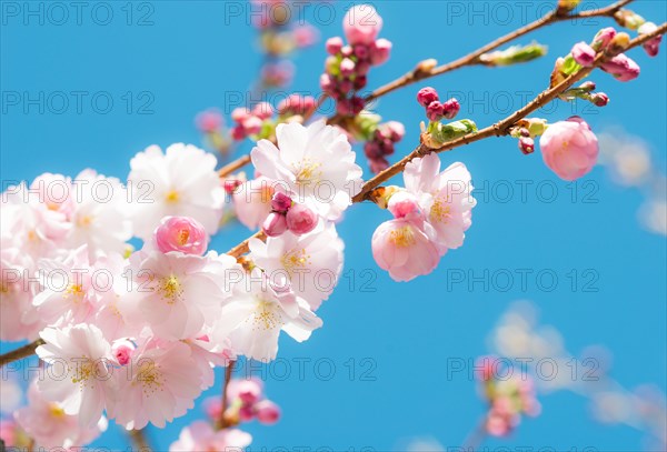 Japanese cherry (Prunus serrulata), also Oriental Cherry, East Asian Cherry or Grannen Cherry, twigs of a cherry tree with bright, delicate, pink and white flowers and flower buds in front of a clear, bright blue sky, sunny day, spring, cherry blossom, ornamental cherry, close-up, macro shot, Lower Saxony, Germany, Europe