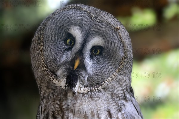 Great grey owl (Strix nebulosa), adult, portrait, alert, captive, Germany, Europe