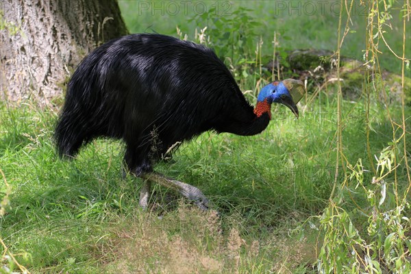 Northern cassowary (Casuarius unappendiculatus), adult, foraging, captive, Papua New Guinea, Oceania