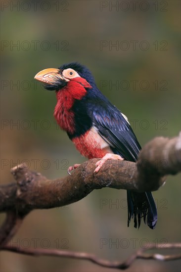 Bearded barbet, (Lybius dubius), adult, male, waiting, tree, captive