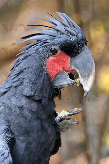 Palm cockatoo (Probosciger aterrimus), adult, portrait, feeding, feeding, captive, Australia, Oceania