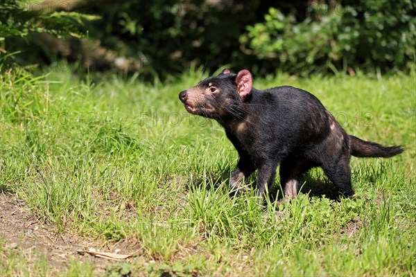 Tasmanian devil (Sarcophilus harrisii), adult, vigilant, captive, Tasmania, Australia, Oceania