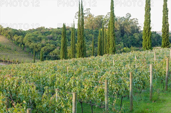 Vineyard of grapes in the Vale dos Vinhedos in Bento Goncalves, a gaucho wine