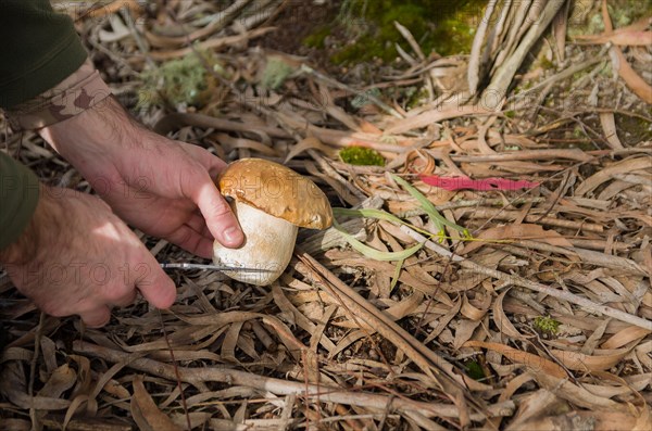 Hunting edible porcini mushrooms in the forest, Cambara do sul, Rio Grande do sul, Brazil, South America