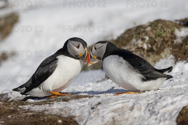 Puffin (Fratercula arctica), beak in greeting, in the snow, Hornoya, Hornoya, Varangerfjord, Finmark, Northern Norway