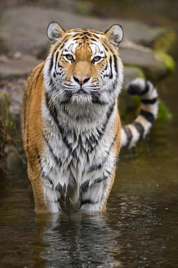 Siberian tiger or Amur tiger (Panthera tigris altaica) standing at the shore of a lake, captive, habitat in Russia